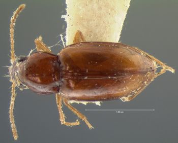 Media type: image;   Entomology 5586 Aspect: habitus dorsal view